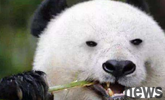 The giant panda wanted to pull the peacock s fur, but chased it all the way. The peacock cried angrily: The national treasure can do whatever it wants