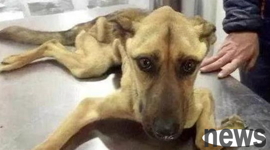 What are the manifestations of dogs having 