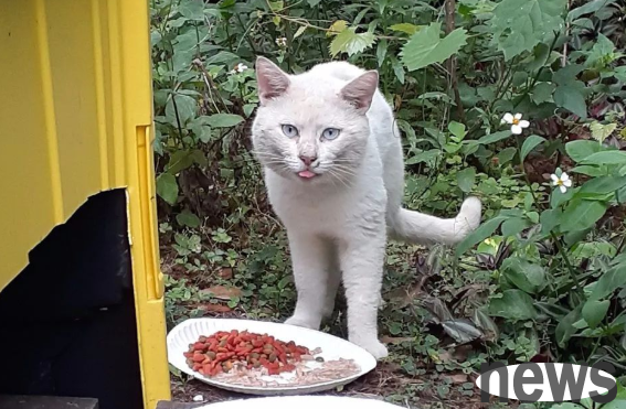 The girl went to adopt a cat in an electric wheelchair, but she scared away many cats, but this one...