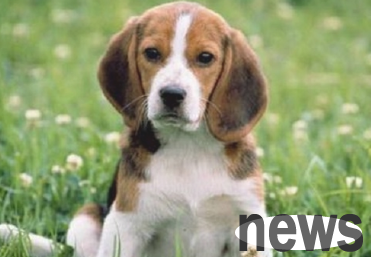 Five personal behaviors of dogs lacking security. If it happens, the owner must take it to heart.