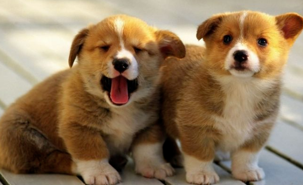 Prevent pets from abandoning, France bans pet stores from selling cats and dogs from pet stores starting from 2024