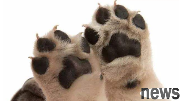 How long will it take for the dog s feet to be cut by laminated glass to repair?