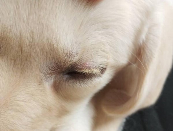 The dog s upper eyelid suddenly swollen. What s going on?