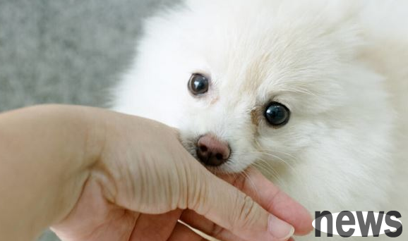 The seven major manifestations of dogs 