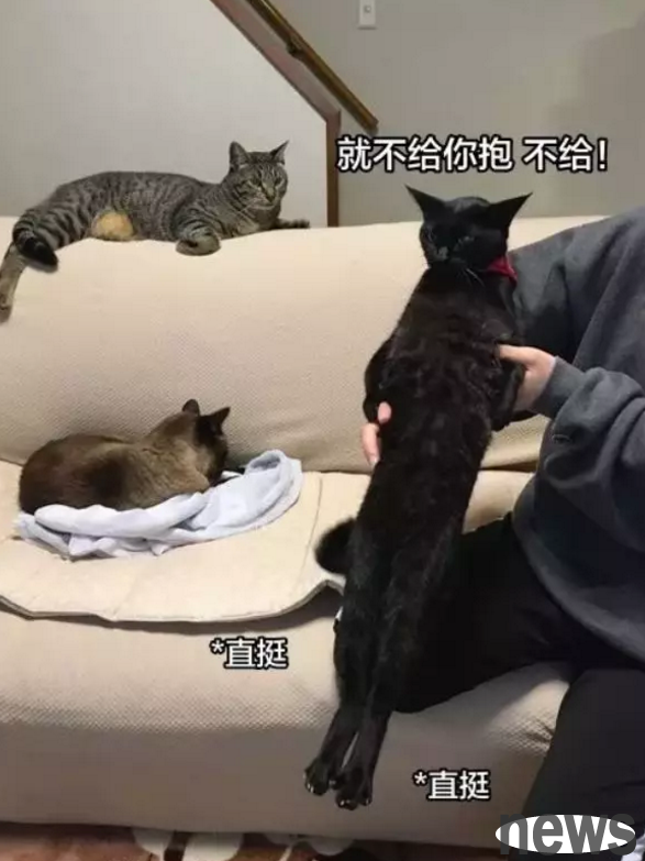 The 999th time I was rejected for cat petting, I finally discovered the source...