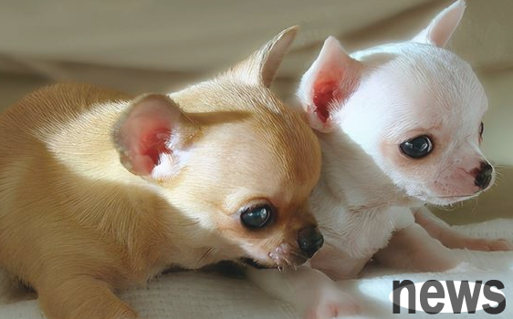 These are the things you need to pay attention to when bathing your dog in winter!