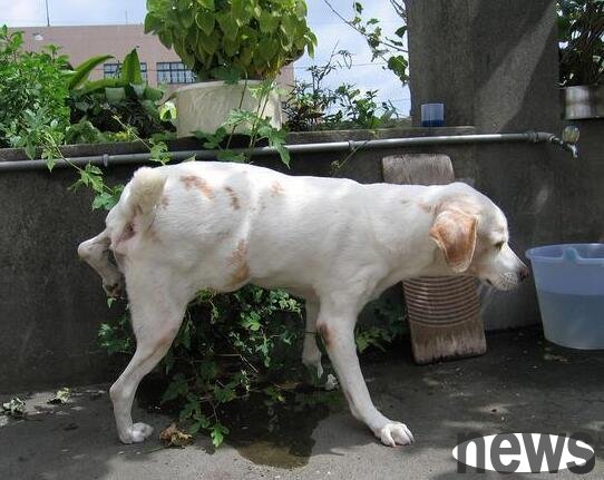 The puppy will keep urinating after urinating. Is this normal?
