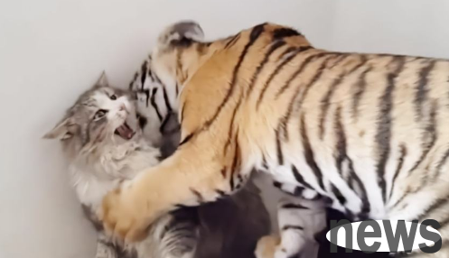 A man raises a tiger as a cat, and it becomes like this after 3 years. Netizens: He is really a talent