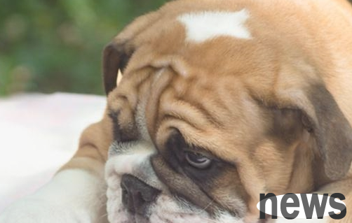 Is the puppy too heavy only obesity? Please pay great attention to these 7 kinds of diagnosis and treatment reasons.