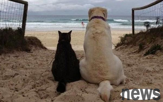 Spend more for cats and dogs? Goldman Sachs report that China s pet market will undergo huge changes