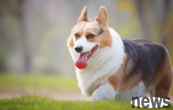 Puppies have these kinds of personal behaviors and no longer regard you as their owner. Do you have any puppies at home?