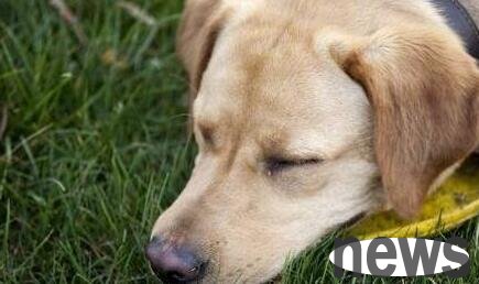 How to cure a dog s lame walking on the hind legs