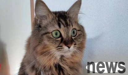 Maine cat dismantled the feeder and was punished by the owner to stand. It was fierce and cowardly.