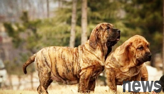 The top ten mastiffs in the world are ranked eighth in Rottweiler, and you can definitely guess the first place.