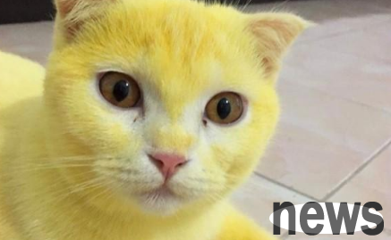 The cat was scolded by netizens for dyeing yellow all over the cat, and the owner could only post a comparison picture: It is for the treatment!