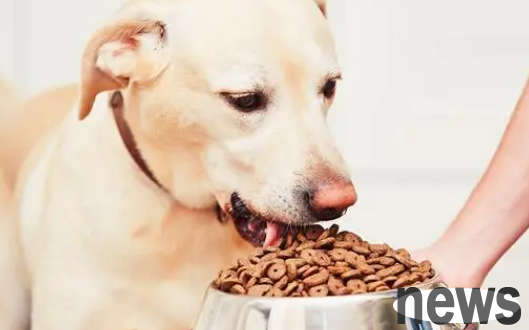 What s the matter with puppies allergic to dog food? What are the specific symptoms?