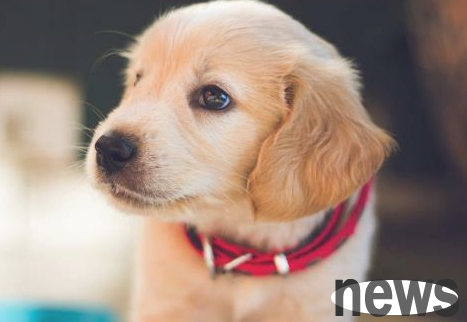 What should dogs do if they are picky about their food? Master’s instructions!