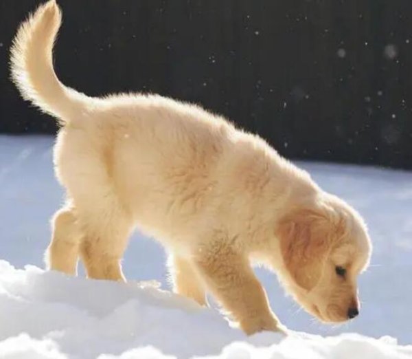 Among the 7 smart dogs in the dog world, did you get an accident in the fourth place?