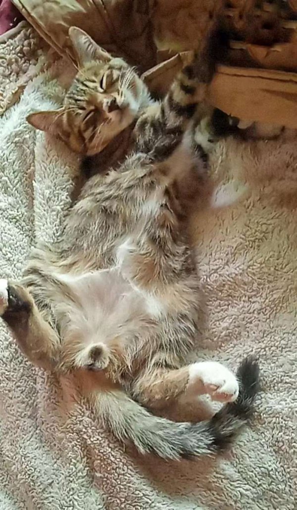 The reason why cats are fascinated is that it has a temperament that no matter how rich or poor you are, it looks down on you.