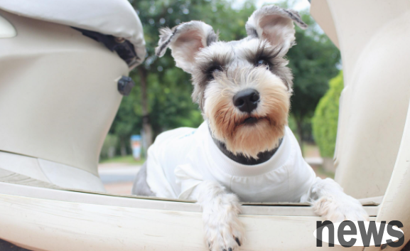 Whether a dog is loyal to you, you can tell whether it is a 5 personal behavior. Dogs at home occupy more than one