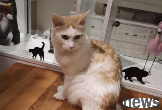 Be careful when petting a cat | Is it causing rapid decline in vision? !