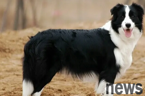 These four types of dogs are not only narrow-minded, but also very possessive.