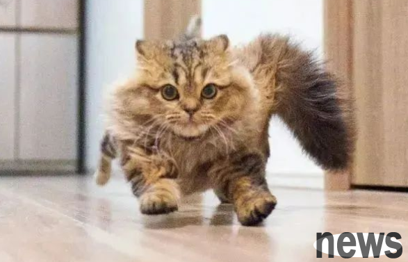 Fried cat! Every time I eat, I run fast and look at it in slow motion...