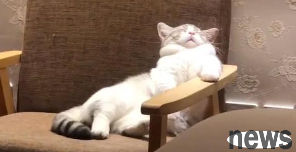 When the man came home from get off work, he turned on the light and found that the cat was sleeping on the sofa. His posture was cute. The cat: It was so comfortable