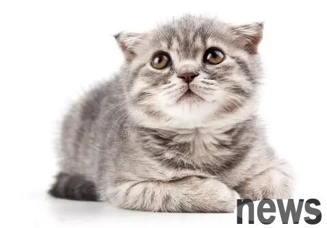 The cat was pregnant for the first time. After seeing the number of childbirth, the owner smiled and got his salary for one year.