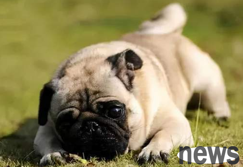 Wenwan dog rankings, have your dog been selected?
