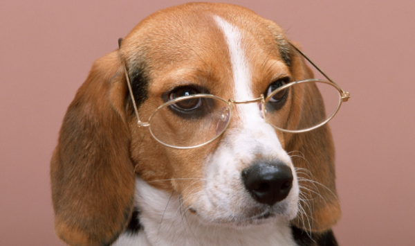 What things do dogs hate? Are you doing it?
