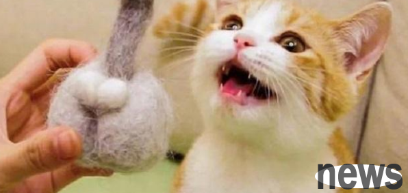 You have to keep a male cat, and there are 5 benefits. You won’t regret it if you keep it.