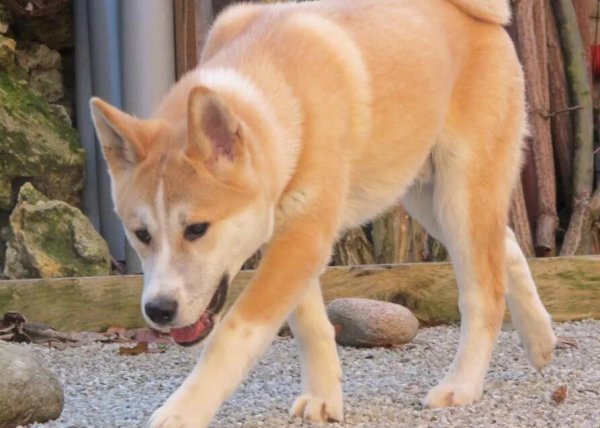 Have you ever raised five kinds of dogs in the nest and appear to be cowardly?