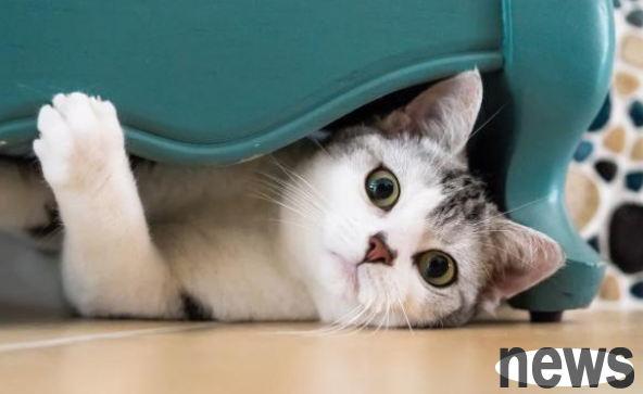 The real-life version of cats’ kindness, cats are not only good at acting cute, they can save your life in critical moments!