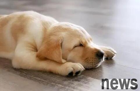 What s wrong with dogs walking back and forth when they don t sleep late at night?