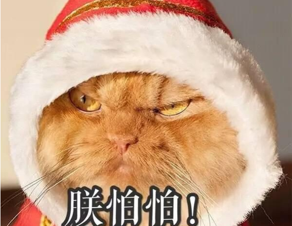 Cats can also be shared for 39.9 per day to pet cats, why are they despised by thousands of people?