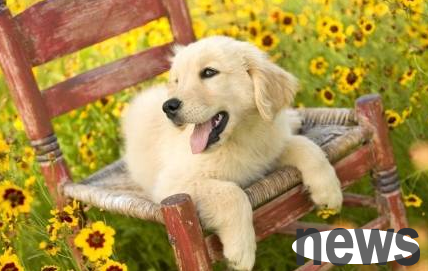 These behaviors of dogs are likely to be saying goodbye to you