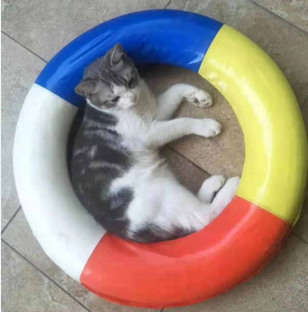 A cat s short life, goodbye, little jelly.