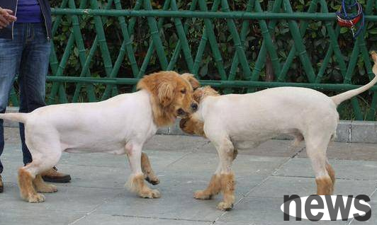 There is also a reason for dog biting you: Are you still doing the behavior that makes your dog disgusted?