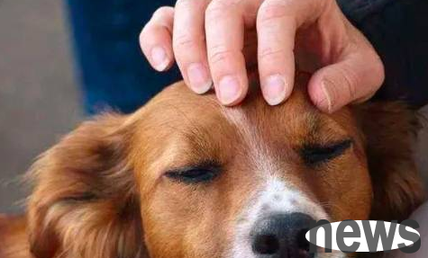 The feeling of a dog when being touched by his owner is different from others. Don t just stroke the dog.