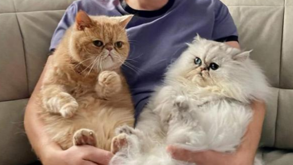 Excessive! The smelly cat treats the cat slave as a mobile cat nest, and it is so heavy that it lies on its neck for more than ten pounds!