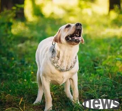 Dogs bark when they see people, which makes people hate them? 4 ways to make dogs popular