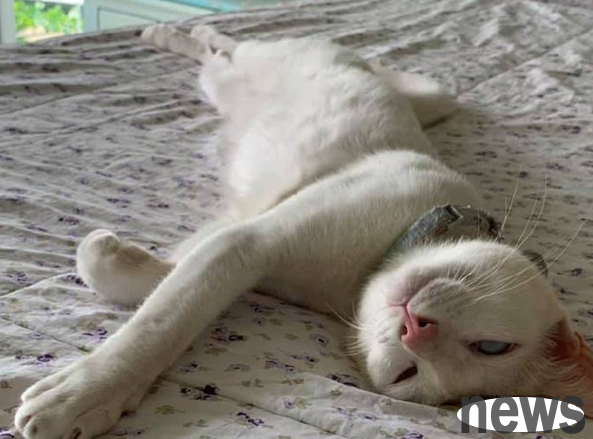 I couldn t find the cat, and I found it ran to the second floor and slept soundly. This relaxed state is enviable.