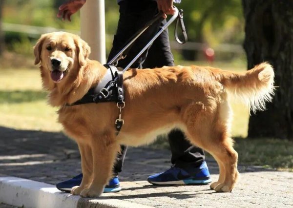 Novice keeps dogs in mind, remember the secret of raising dogs mentioned by veteran drivers, and use them for life