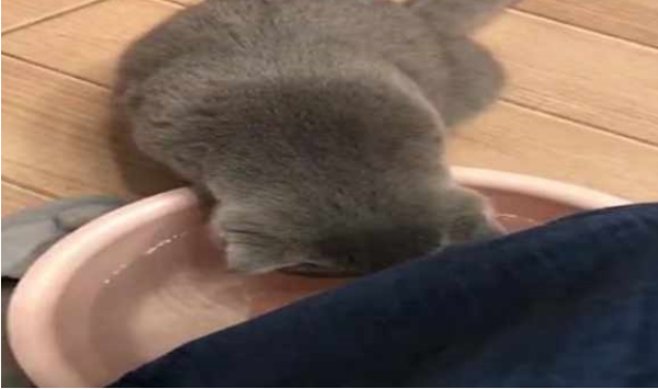 After drinking the netizen s foot washing water, the Folding Blue Cat started crying directly. It is worthy of being the Husky in the cat world.