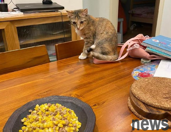 As soon as the owner had eaten, the cat would come around and ask a soul-searching question: Are you embarrassed to eat alone?