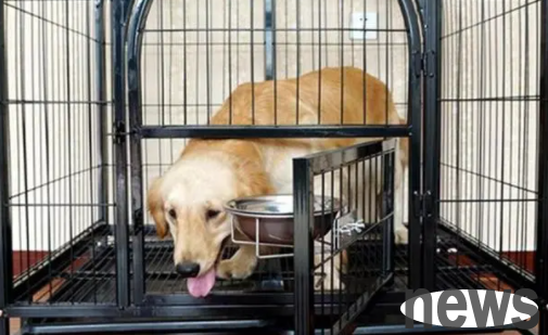 What should I do if the dog is unwilling to bark in the cage? The reasons are these...