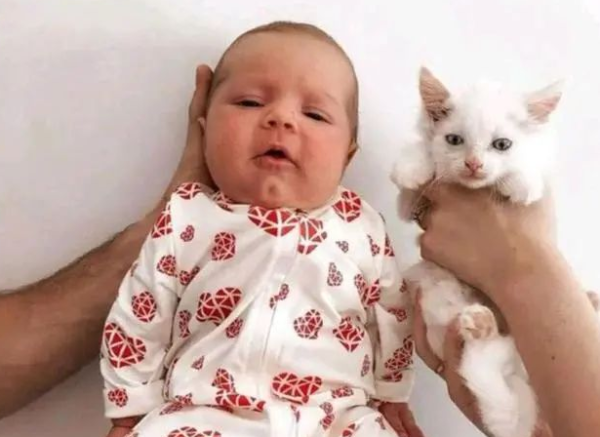 Pregnant cat mother wanders on the road, but is homeless when she is about to give birth
