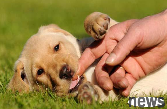 Why do dogs attack their owners? Come and find out