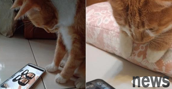 I had a orange cat for five years before I dared to take it home. I thought I wouldn t agree, but my family turned into cat slaves.